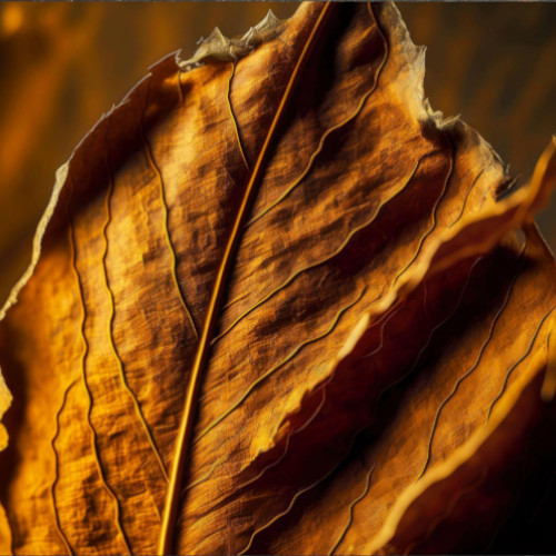 Dried Leaf of FC Virginia tobacco